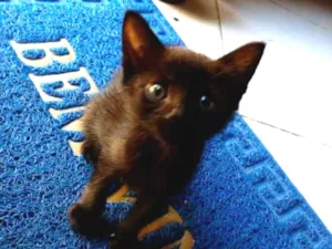 Gato raça Vira lata idade Abaixo de 2 meses nome Amora