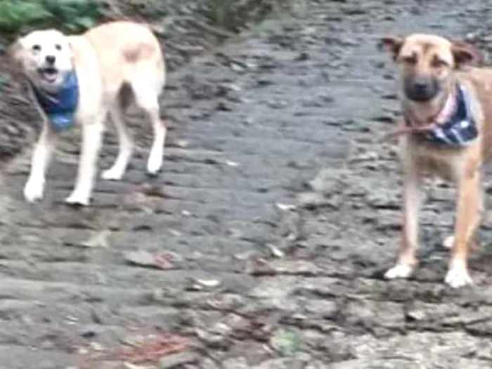 Cachorro ra a Srd idade 2 anos nome Lupi e Ellie