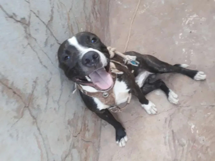 Cachorro ra a Pitbull idade 1 ano nome Venom