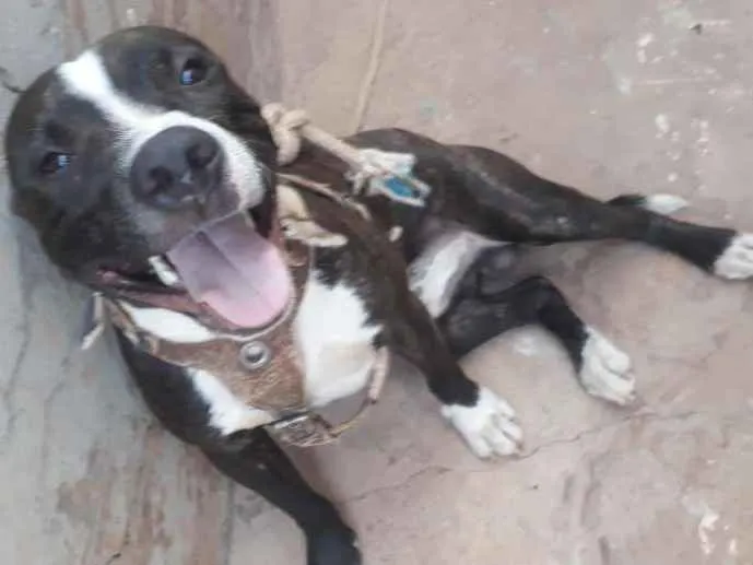 Cachorro ra a Pitbull idade 1 ano nome Venom