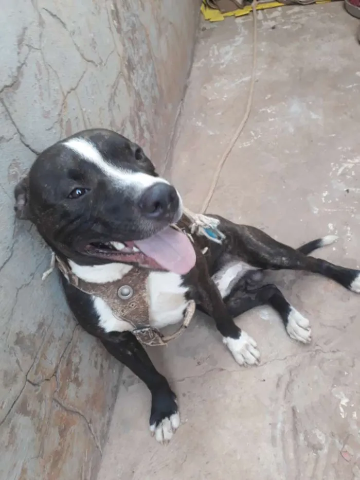 Cachorro ra a Pitbull idade 1 ano nome Venom