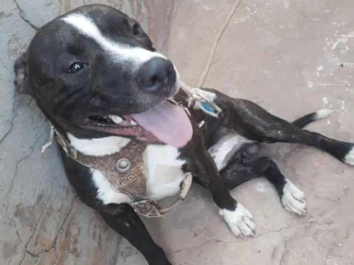 Cachorro ra a Pitbull idade 1 ano nome Venom