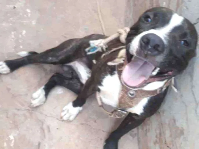 Cachorro ra a Pitbull idade 1 ano nome Venom