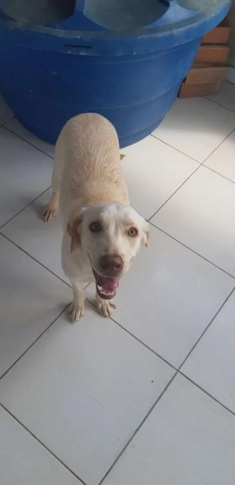 Cachorro raça Labrador idade 7 a 11 meses nome Lili