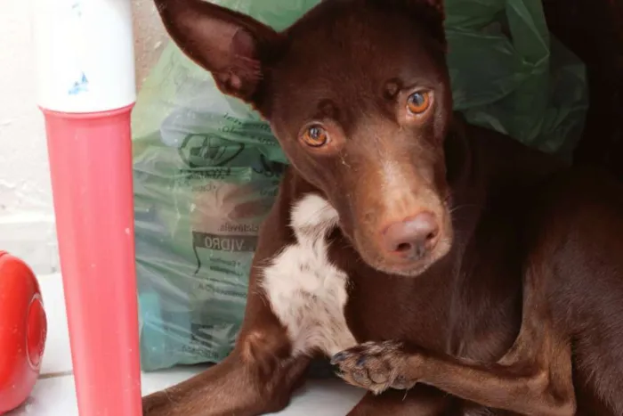 Cachorro ra a Não definida idade 3 anos nome Cacau