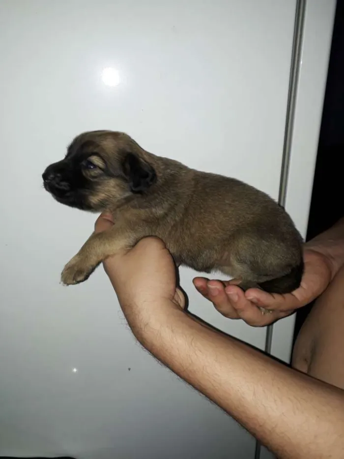 Cachorro raça Vira lata idade Abaixo de 2 meses nome Ainda não tem