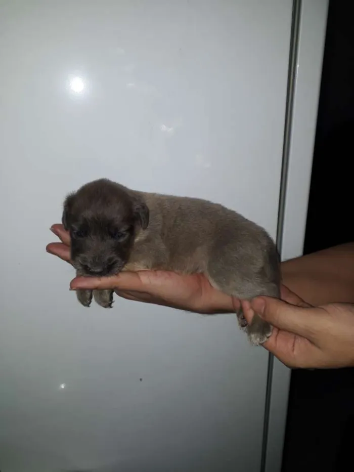 Cachorro raça Vira lata idade Abaixo de 2 meses nome Ainda não tem