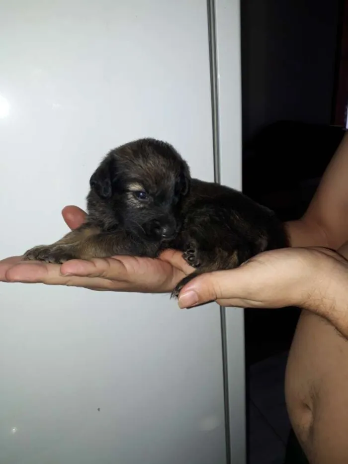 Cachorro raça Vira lata idade Abaixo de 2 meses nome Ainda não tem