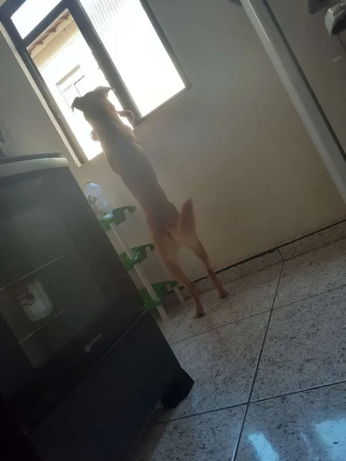 Cachorro raça SRD idade 2 anos nome Thor