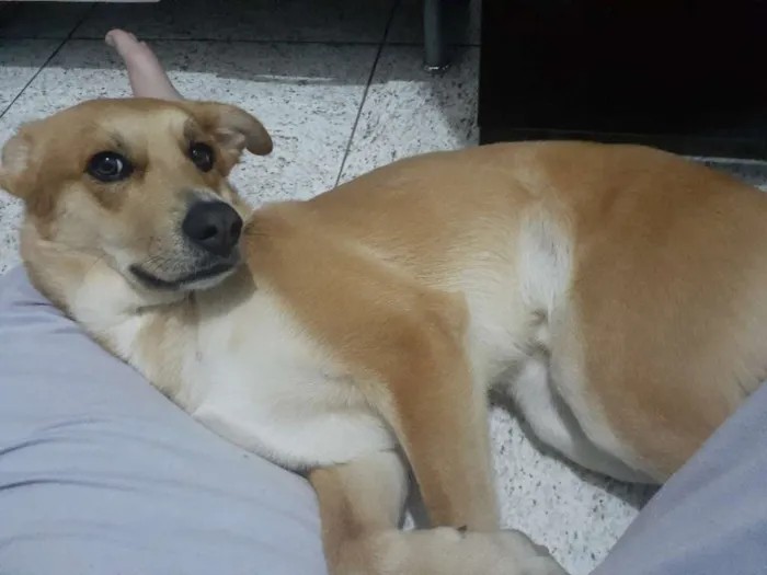 Cachorro raça SRD idade 2 anos nome Thor