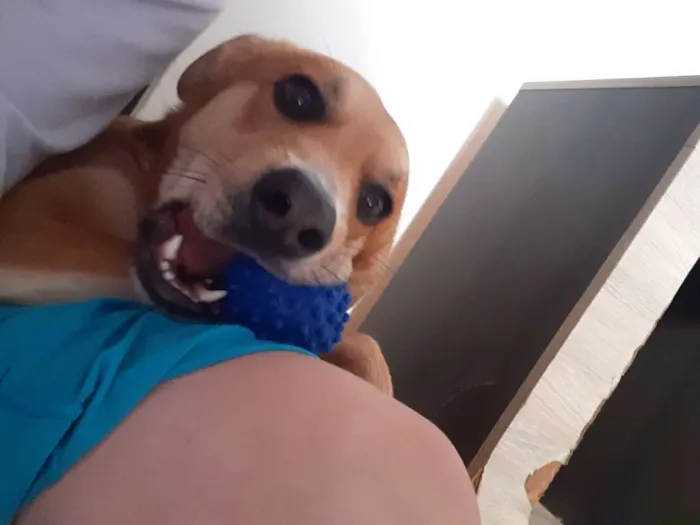Cachorro raça SRD idade 2 anos nome Thor