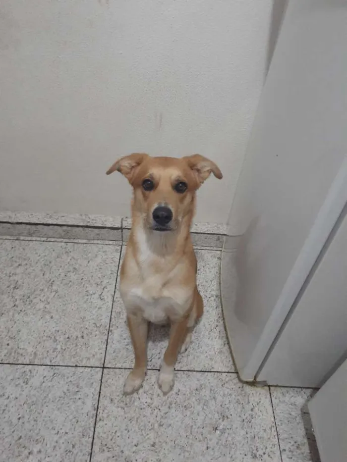 Cachorro raça SRD idade 2 anos nome Thor