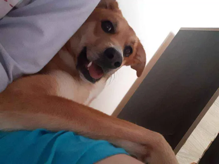 Cachorro raça SRD idade 2 anos nome Thor