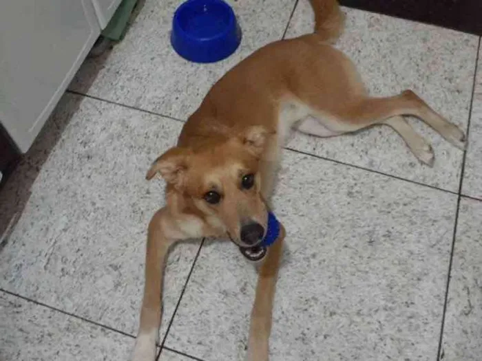 Cachorro raça SRD idade 2 anos nome Thor