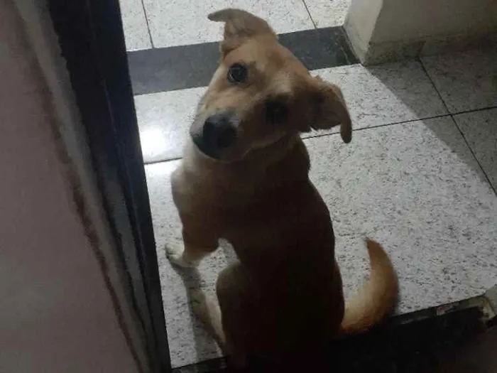 Cachorro raça SRD idade 2 anos nome Thor