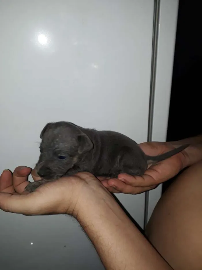 Cachorro raça Vira lata idade Abaixo de 2 meses nome Ainda não tem