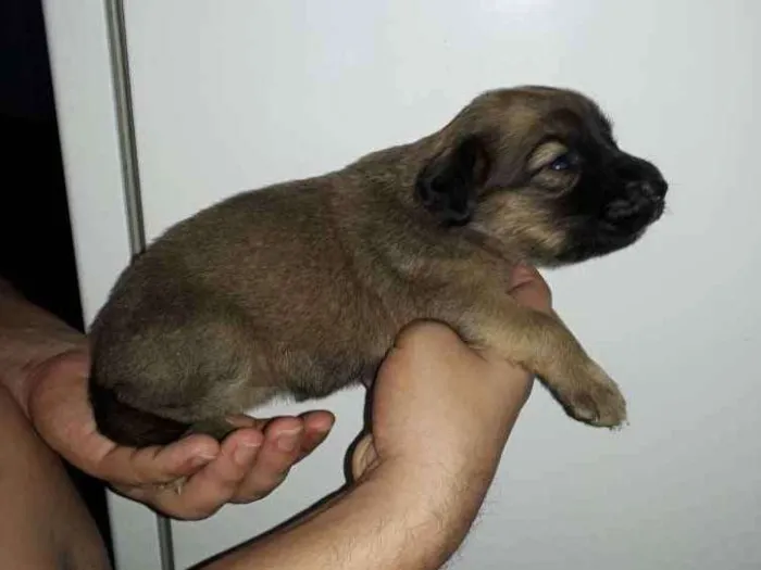 Cachorro raça Vira lata idade Abaixo de 2 meses nome Ainda não tem