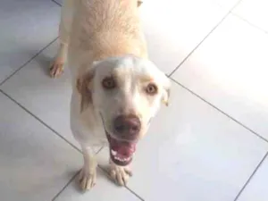 Cachorro raça Labrador idade 7 a 11 meses nome Lili