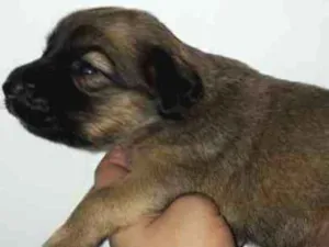 Cachorro raça Vira lata idade Abaixo de 2 meses nome Ainda não tem