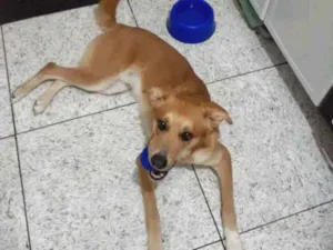 Cachorro raça SRD idade 2 anos nome Thor