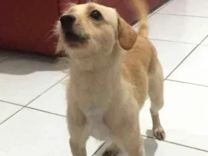Cachorro raça Mistura de labrador  idade 1 ano nome Yoshi