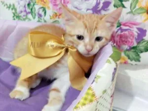 Gato raça RSD idade Abaixo de 2 meses nome Filhote