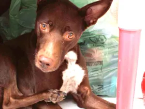 Cachorro raça Não definida idade 3 anos nome Cacau