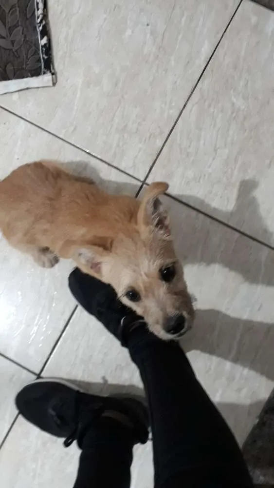 Cachorro ra a Viralata idade 2 a 6 meses nome Mel