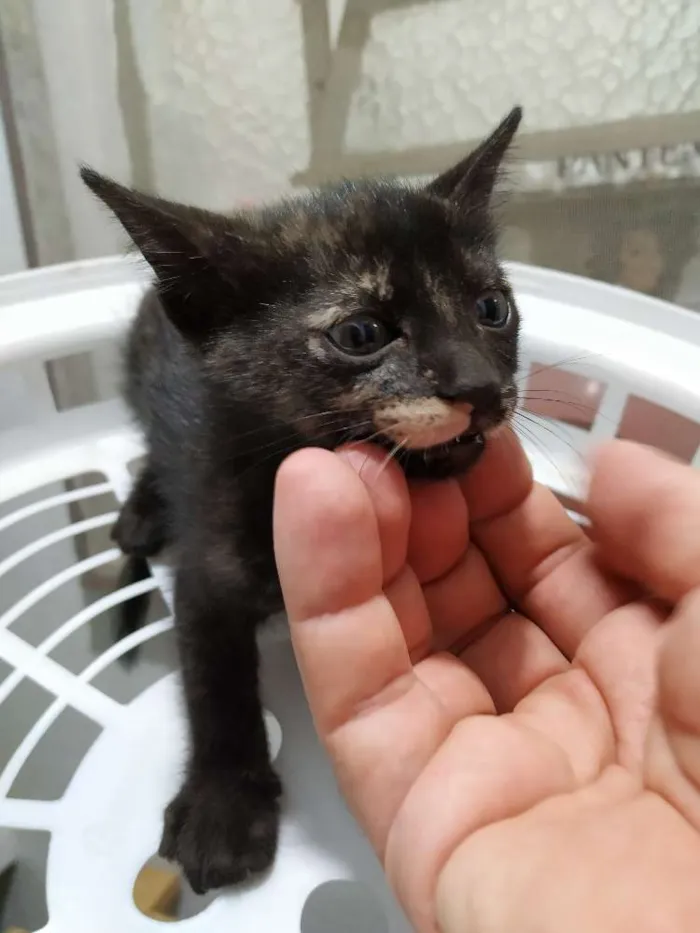 Gato ra a Indefinida idade Abaixo de 2 meses nome Filhotinho de 2 mese