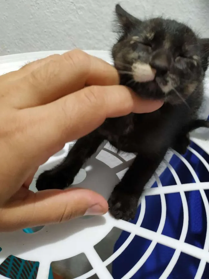 Gato ra a Indefinida idade Abaixo de 2 meses nome Filhotinho de 2 mese