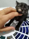Filhotinho de 2 mese