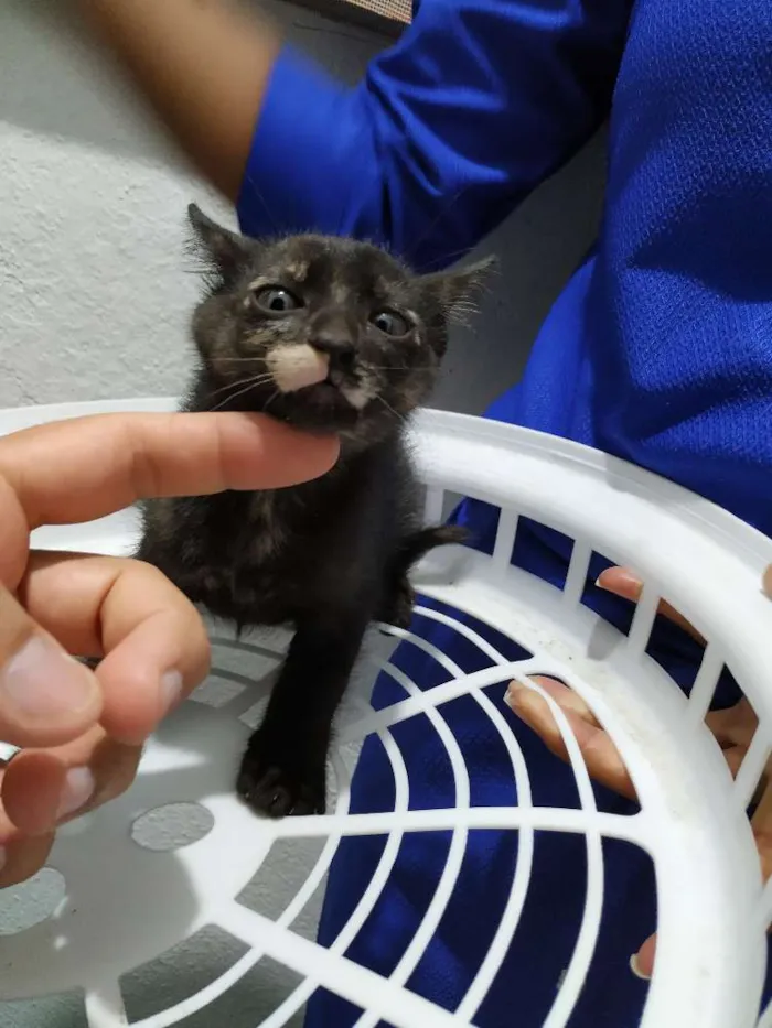 Gato ra a Indefinida idade Abaixo de 2 meses nome Filhotinho de 2 mese
