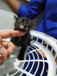 Filhotinho de 2 mese