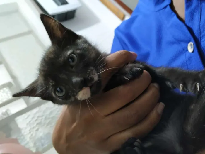 Gato ra a Indefinida idade Abaixo de 2 meses nome Filhotinho de 2 mese