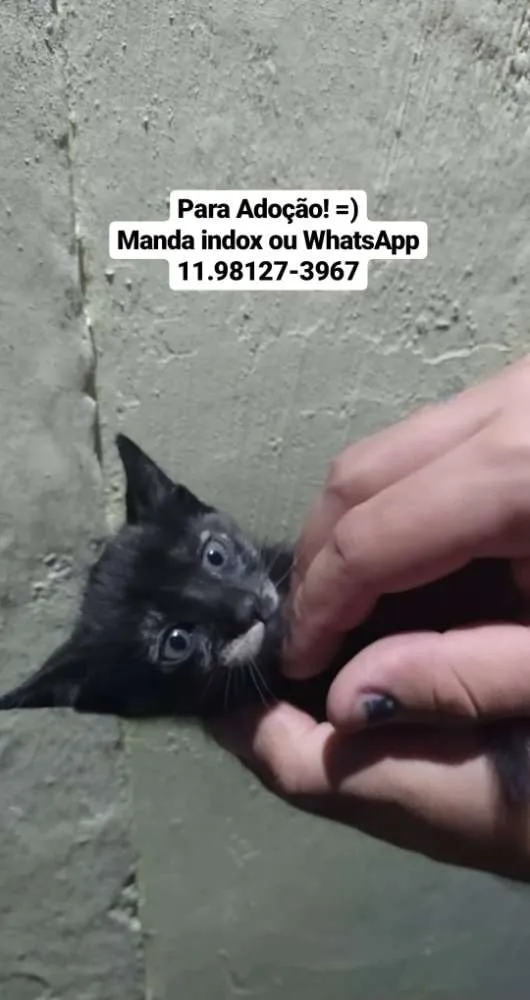 Gato ra a Indefinida idade Abaixo de 2 meses nome Filhotinho de 2 mese