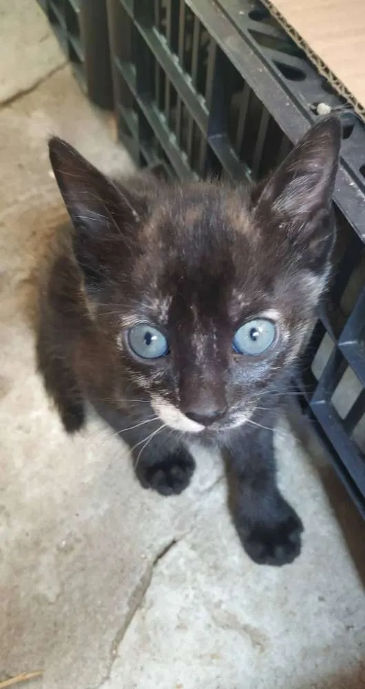 Gato ra a Indefinida idade Abaixo de 2 meses nome Filhotinho de 2 mese