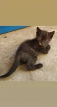 Filhotinho de 2 mese