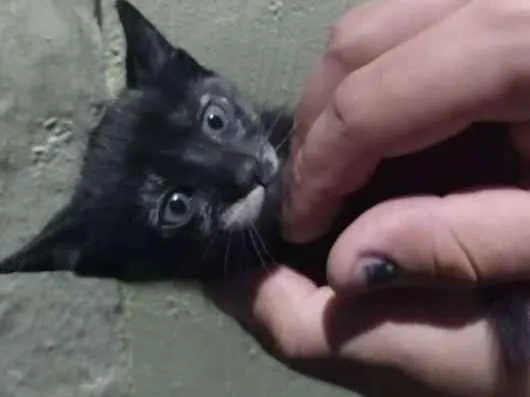 Gato ra a Indefinida idade Abaixo de 2 meses nome Filhotinho de 2 mese
