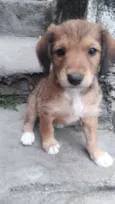 Filhotinhos