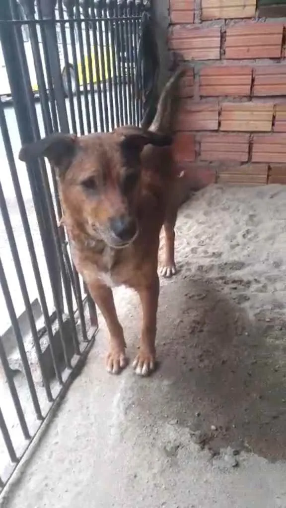 Cachorro ra a RND idade  nome Neguinha