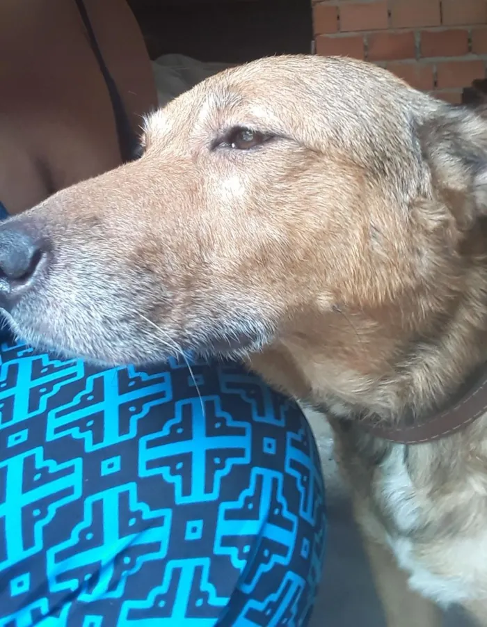 Cachorro ra a RND idade  nome Neguinha