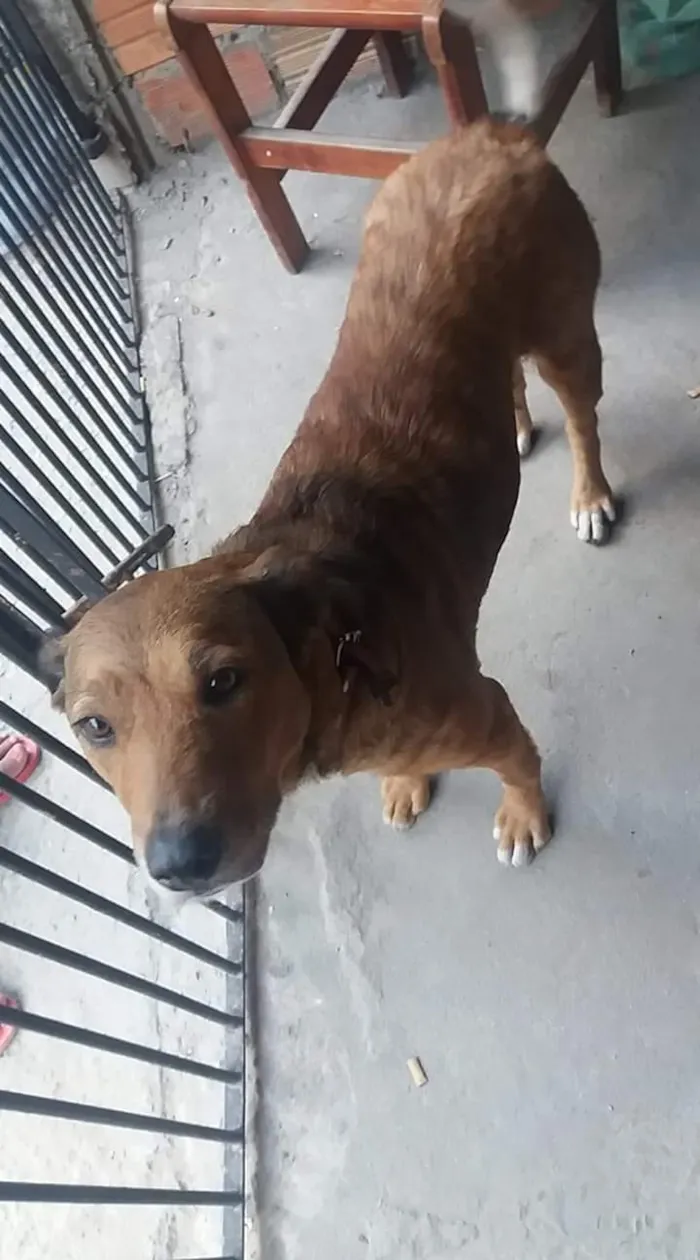 Cachorro ra a RND idade  nome Neguinha