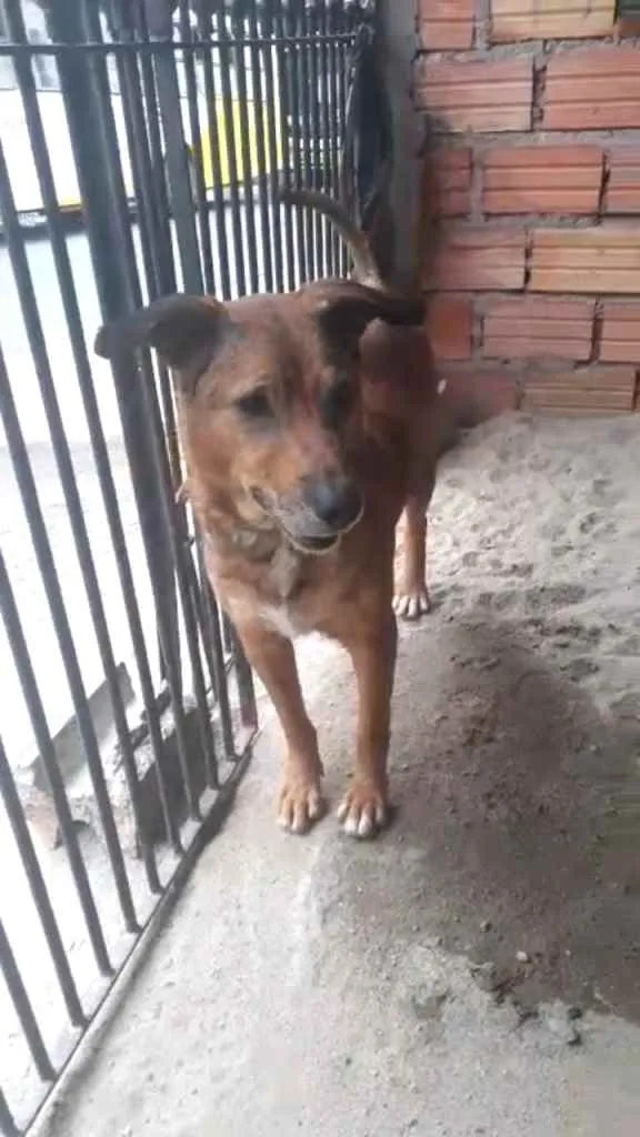 Cachorro ra a RND idade  nome Neguinha