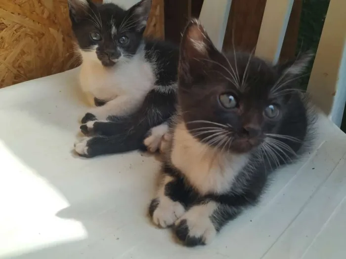 Gato ra a Indefinida idade Abaixo de 2 meses nome Filhote
