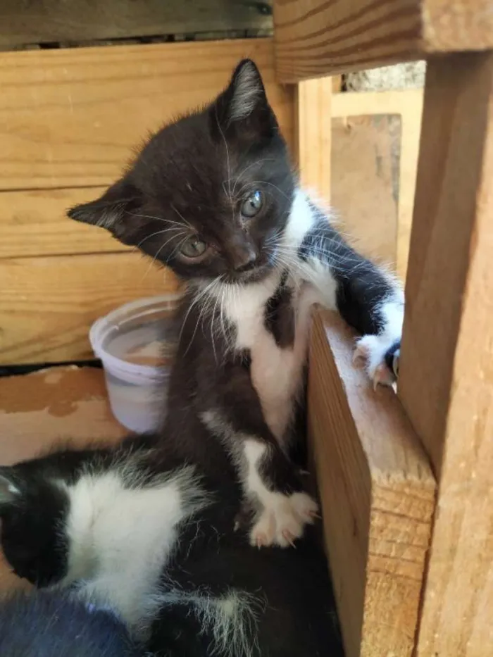 Gato ra a Indefinida idade Abaixo de 2 meses nome Filhote