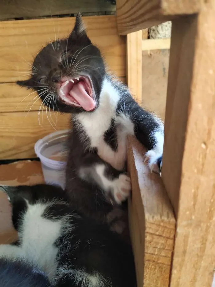 Gato ra a Indefinida idade Abaixo de 2 meses nome Filhote