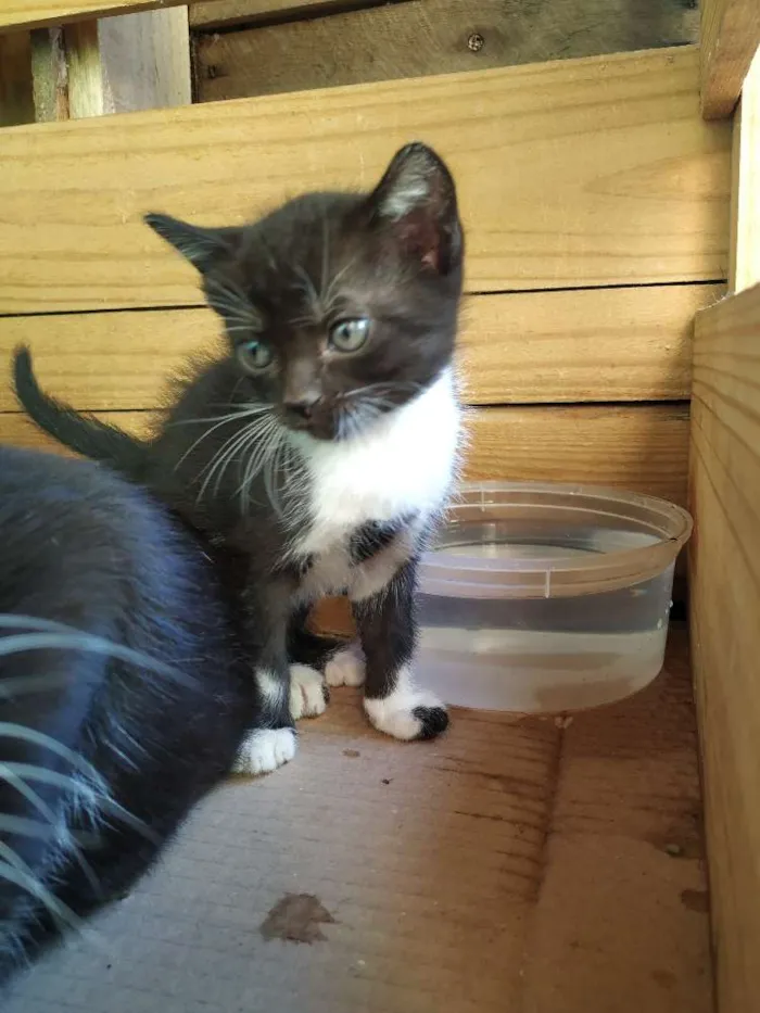 Gato ra a Indefinida idade Abaixo de 2 meses nome Filhote