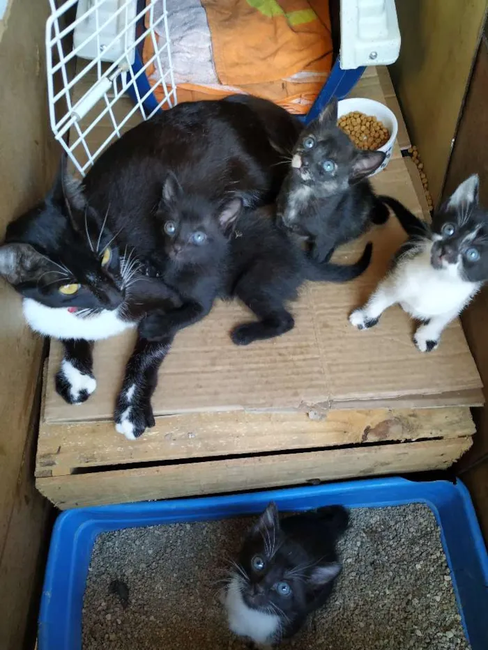 Gato ra a Indefinida idade Abaixo de 2 meses nome Filhote
