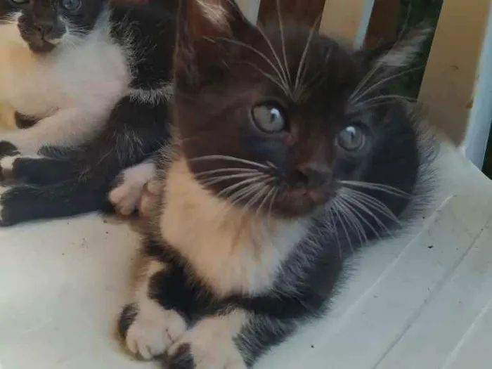Gato ra a Indefinida idade Abaixo de 2 meses nome Filhote