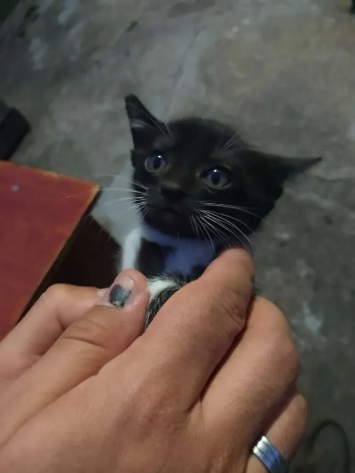 Gato ra a Indefinida idade Abaixo de 2 meses nome Filhote